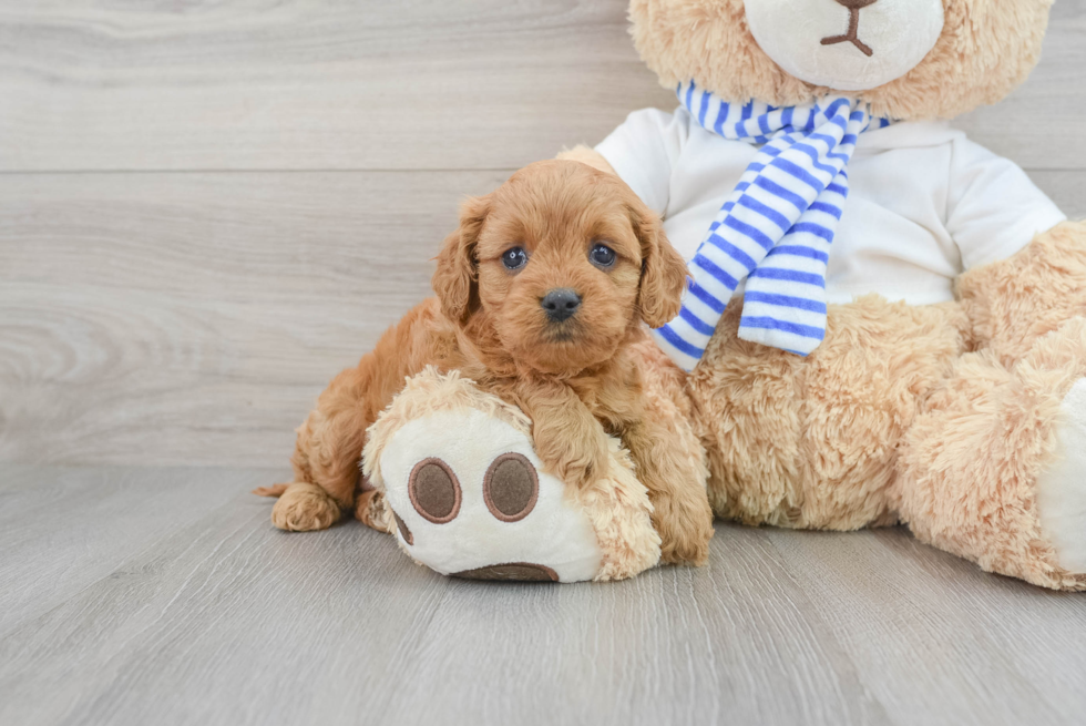 Petite Cavapoo Poodle Mix Pup