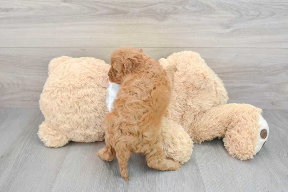 Sweet Cavapoo Baby