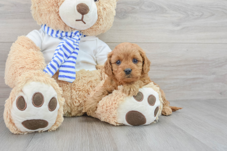 Cavapoo Puppy for Adoption