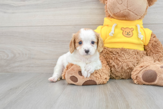 Friendly Cavapoo Baby