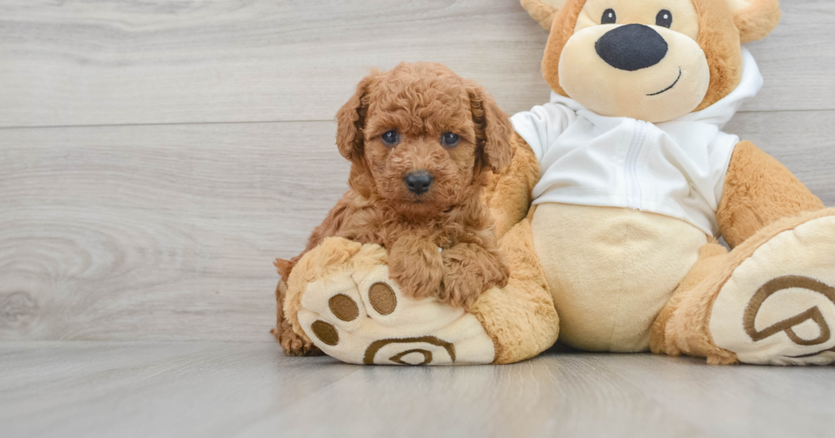 Fluffy Cavapoo Naomi: 4lb 2oz Doodle Puppy