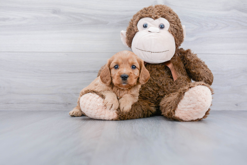 Playful Cavoodle Poodle Mix Puppy