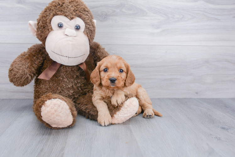 Cavapoo Puppy for Adoption