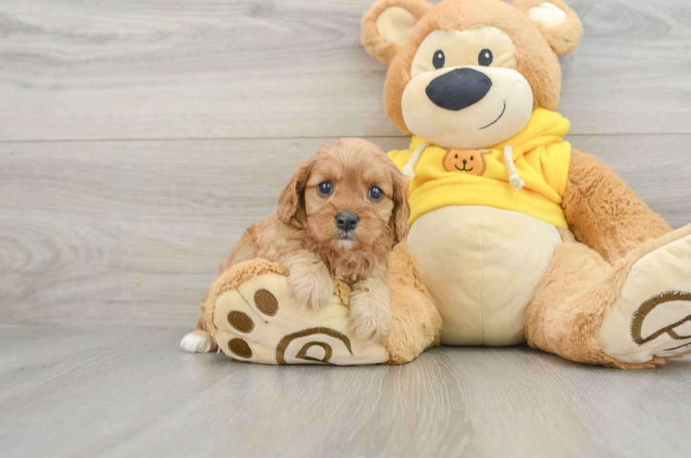 5 week old Cavapoo Puppy For Sale - Premier Pups