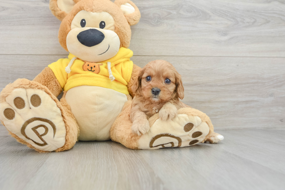 Sweet Cavapoo Baby