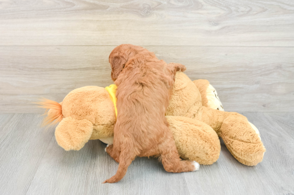 Friendly Cavapoo Baby