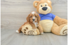 Cavapoo Puppy for Adoption