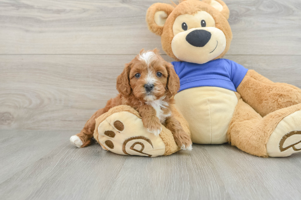 6 week old Cavapoo Puppy For Sale - Premier Pups