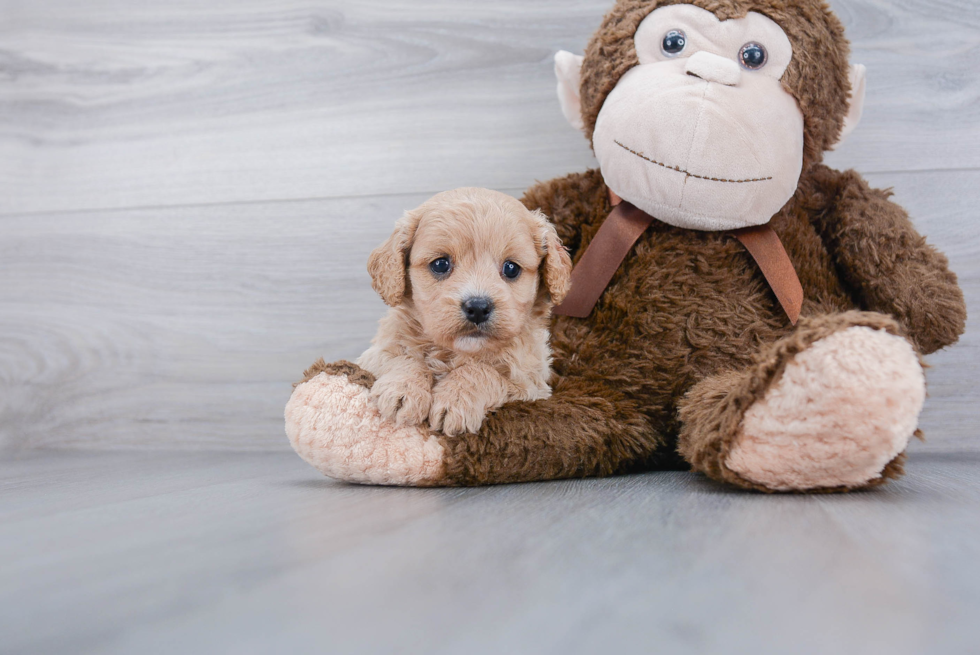 Funny Cavapoo Poodle Mix Pup