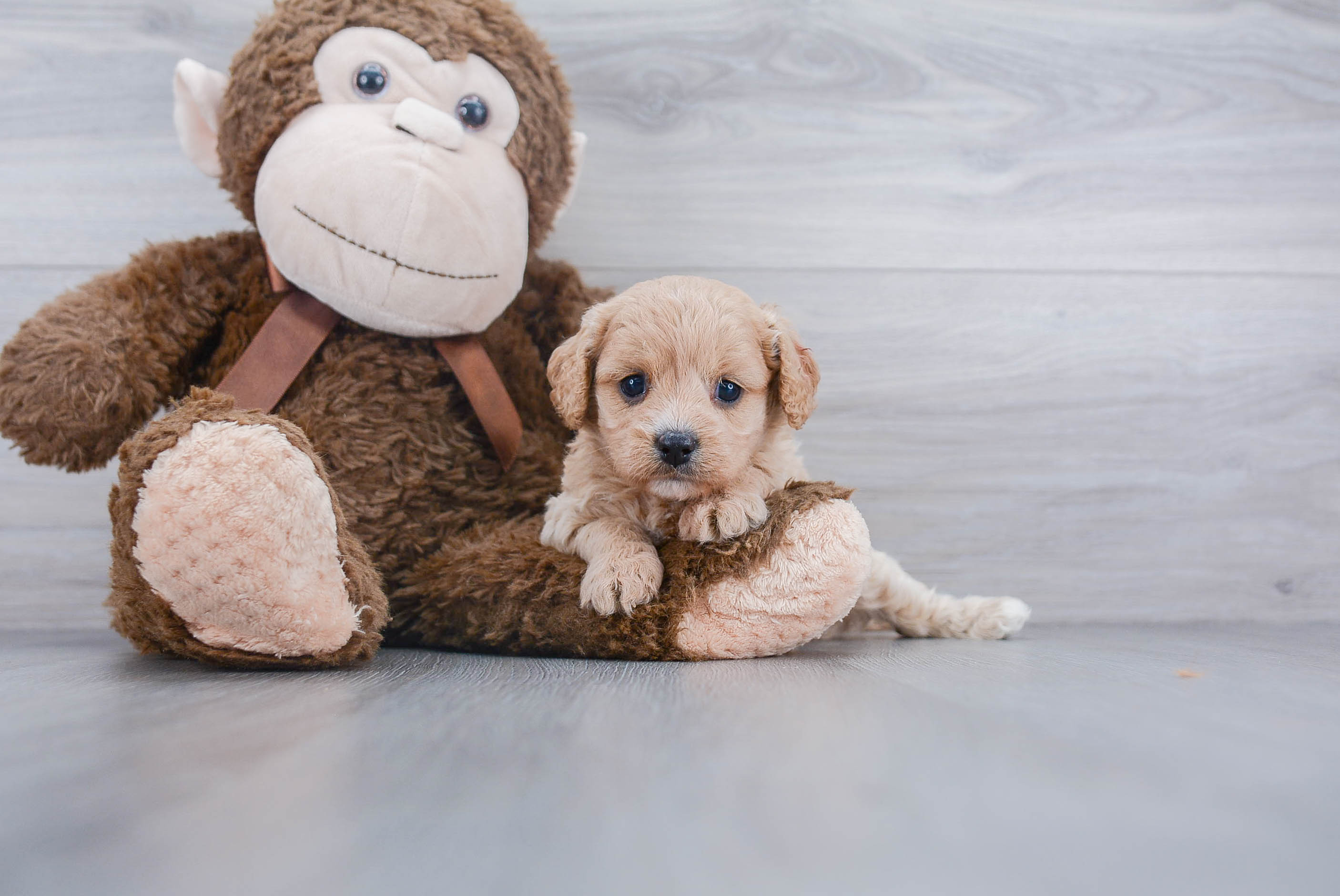 Cavapoo Pup Being Cute