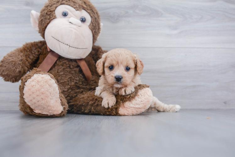 Cavapoo Pup Being Cute