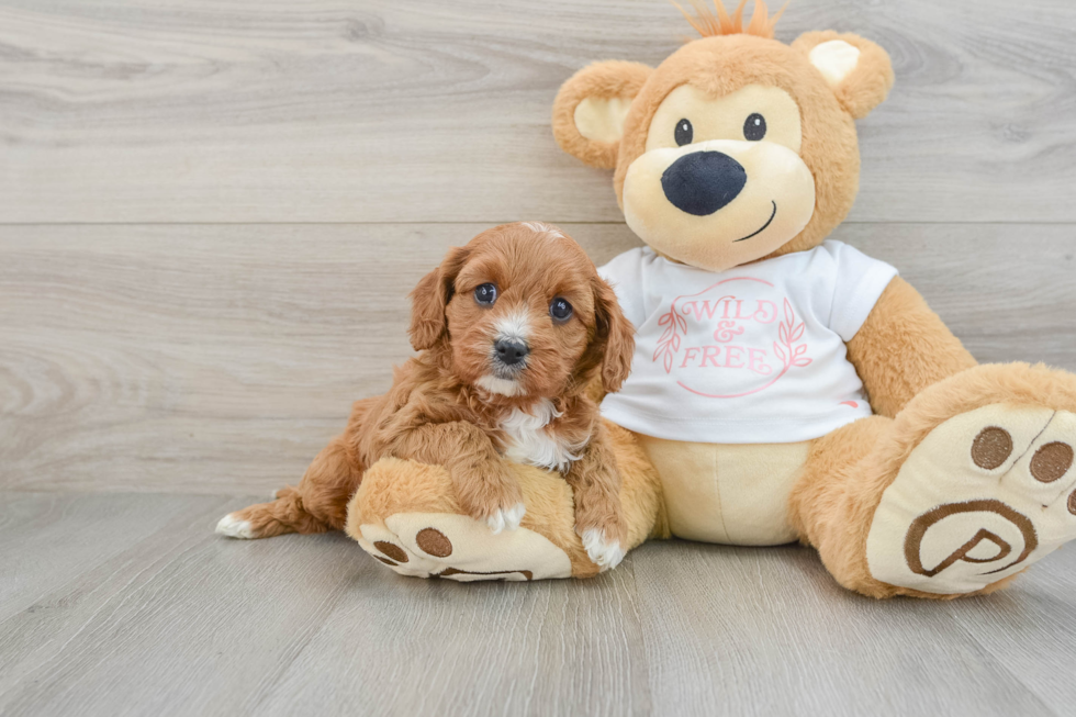 Funny Cavapoo Poodle Mix Pup