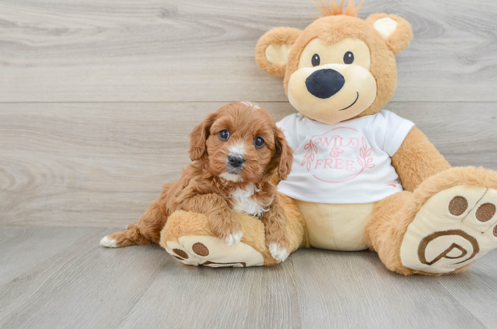 6 week old Cavapoo Puppy For Sale - Premier Pups