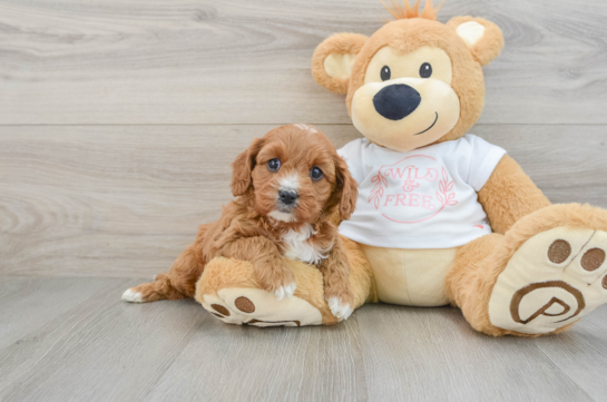 Funny Cavapoo Poodle Mix Pup