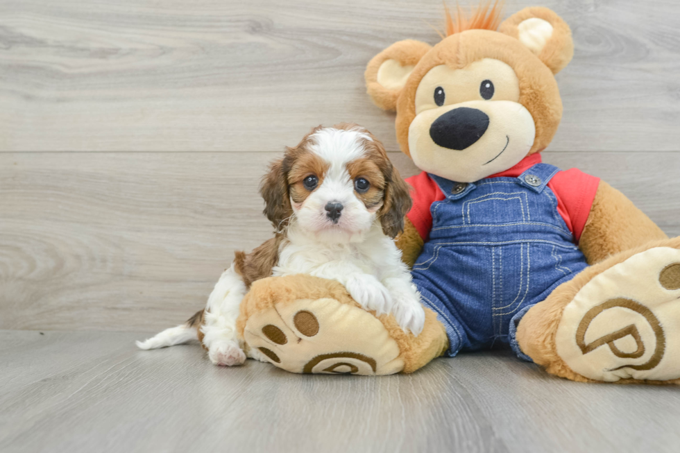 Cavapoo Pup Being Cute