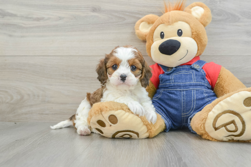 7 week old Cavapoo Puppy For Sale - Premier Pups