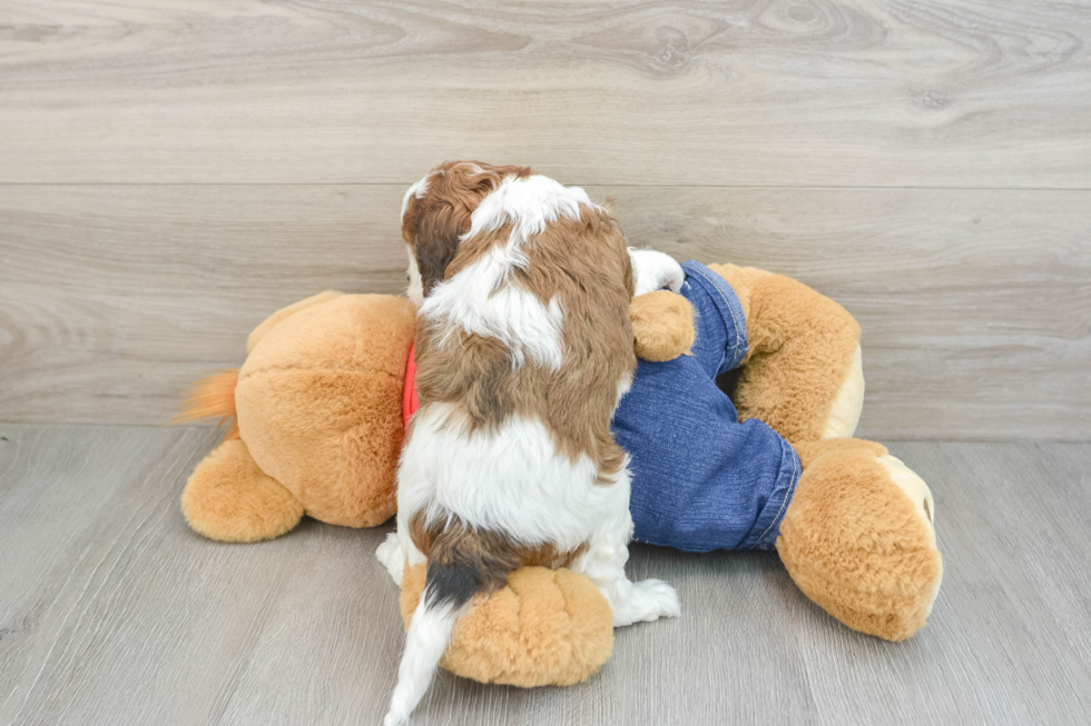 Cavapoo Puppy for Adoption