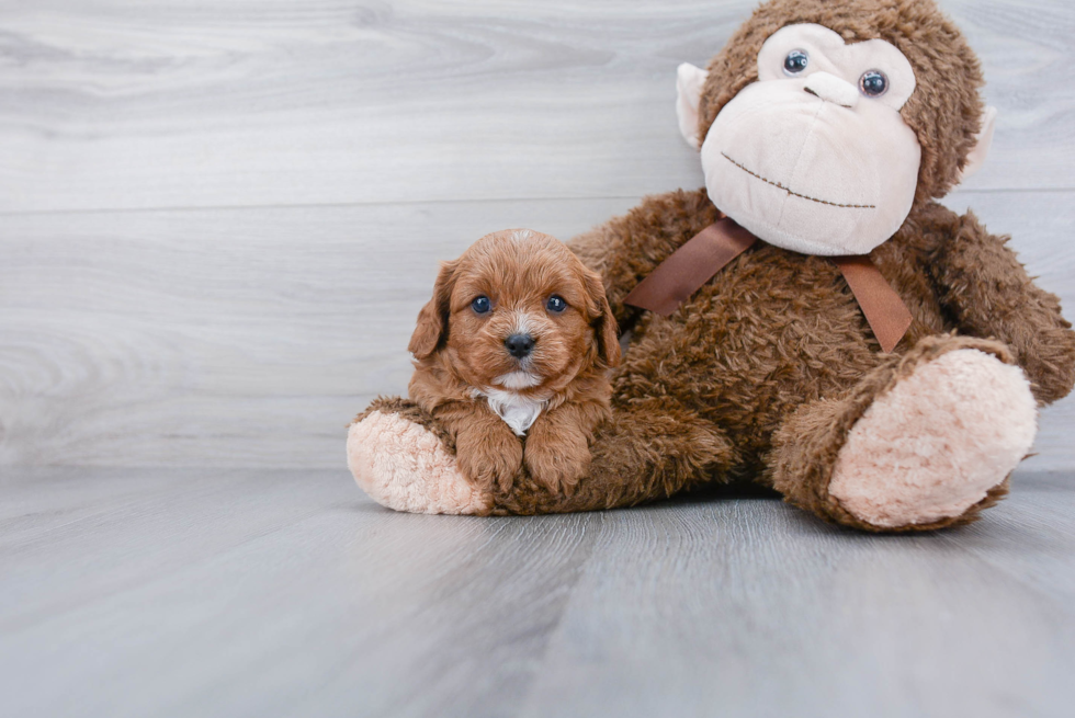 Small Cavapoo Baby