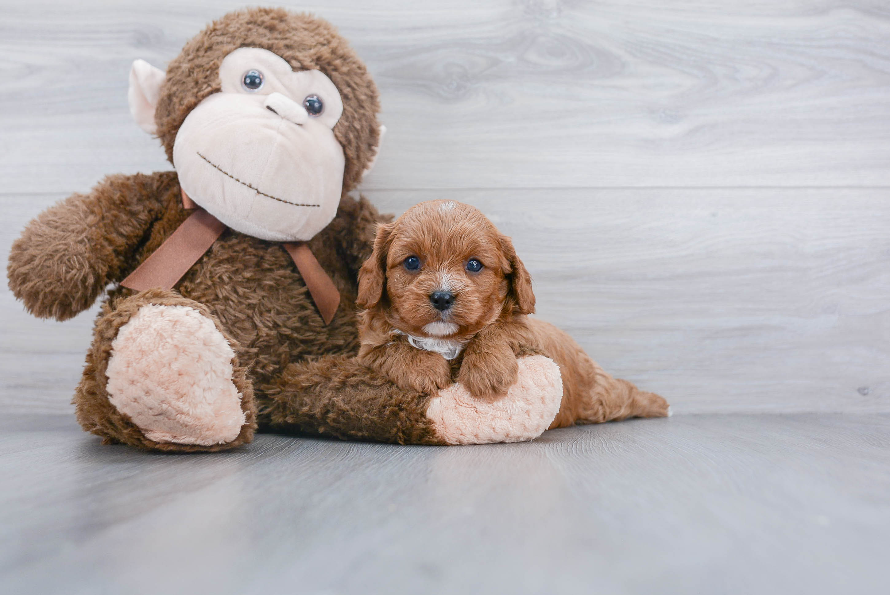 Little Cavoodle Poodle Mix Puppy