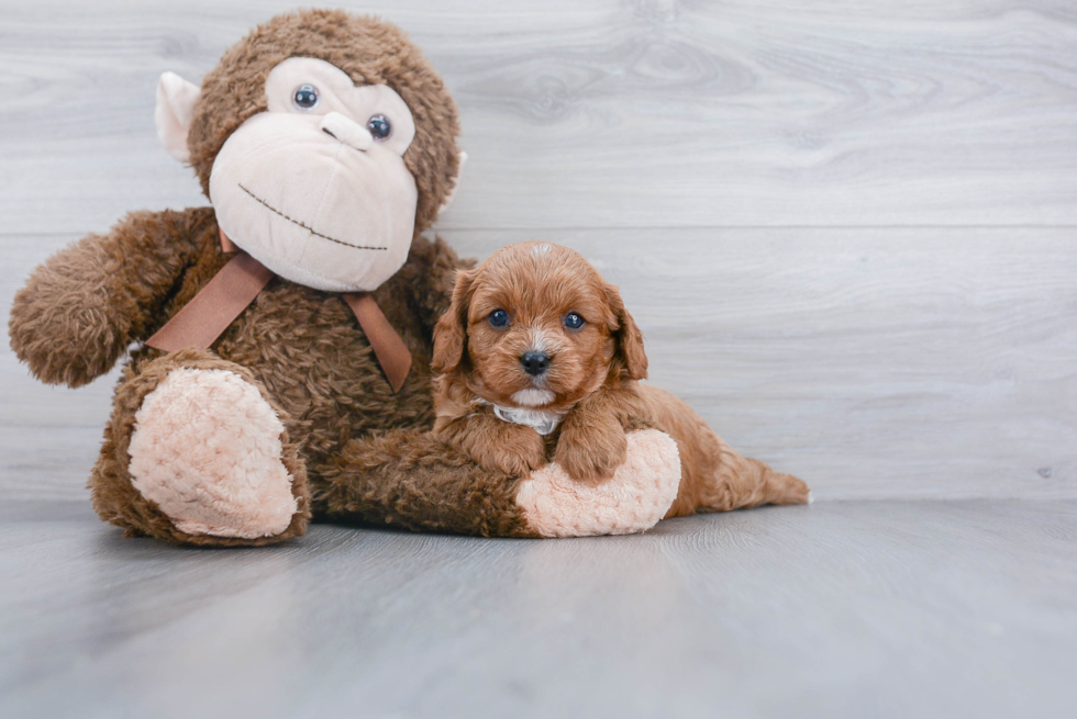 Little Cavoodle Poodle Mix Puppy