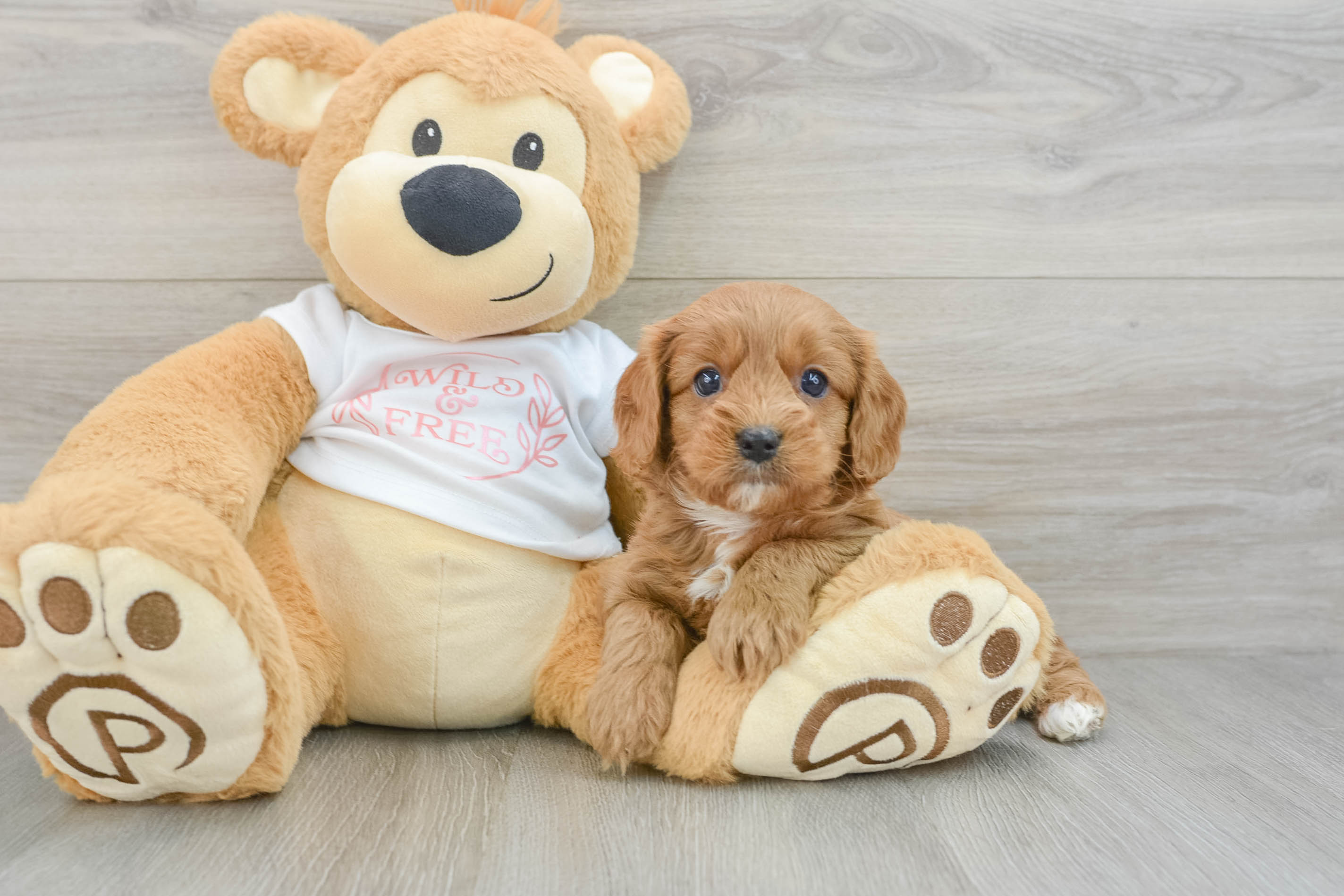 Cavapoo Puppy for Adoption