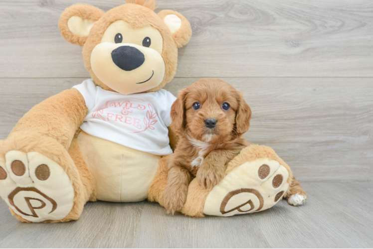 Cavapoo Puppy for Adoption