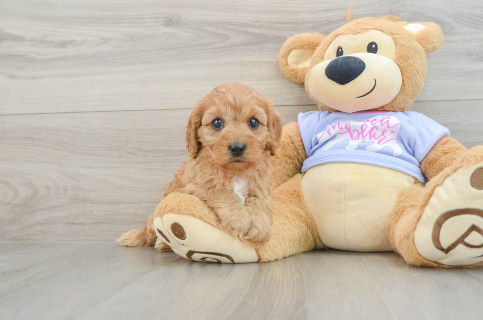 6 week old Cavapoo Puppy For Sale - Premier Pups