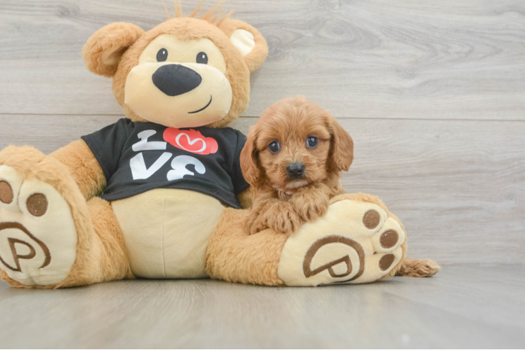 Sweet Cavapoo Baby