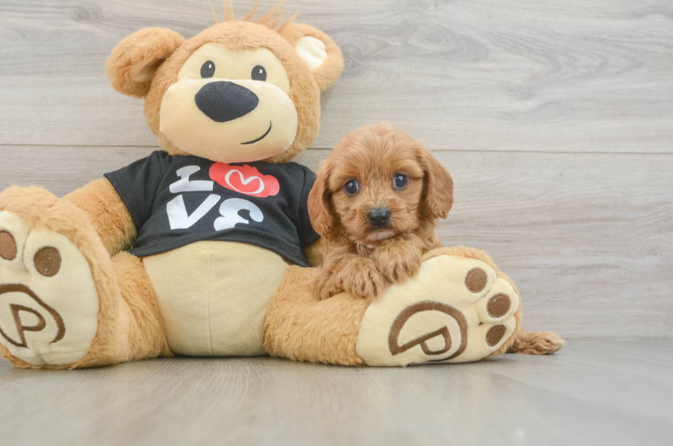 6 week old Cavapoo Puppy For Sale - Premier Pups