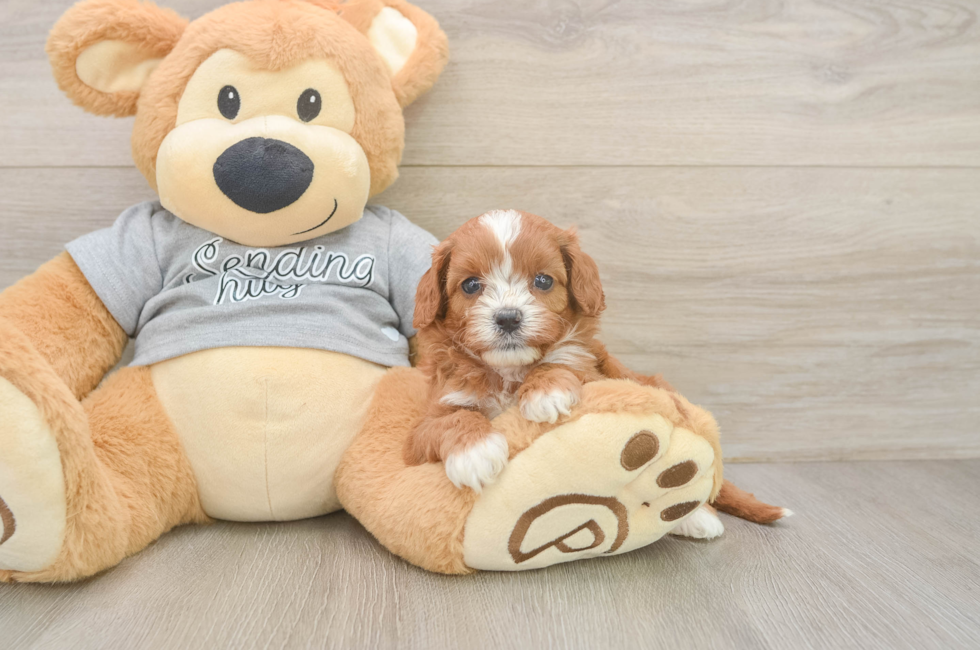 5 week old Cavapoo Puppy For Sale - Premier Pups