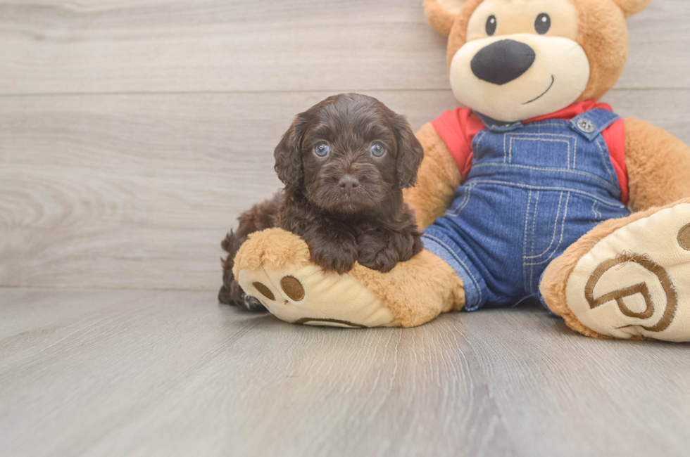 5 week old Cavapoo Puppy For Sale - Premier Pups