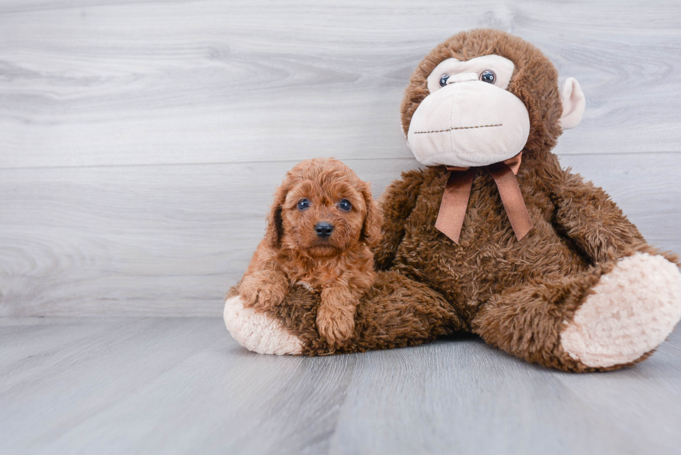 Cavapoo Puppy for Adoption