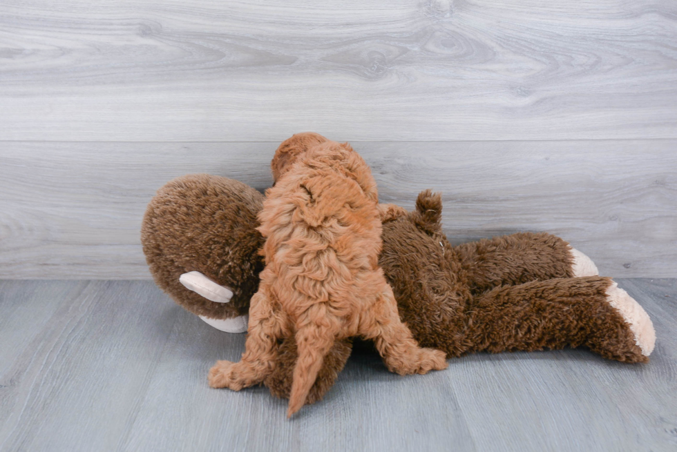 Cavapoo Puppy for Adoption