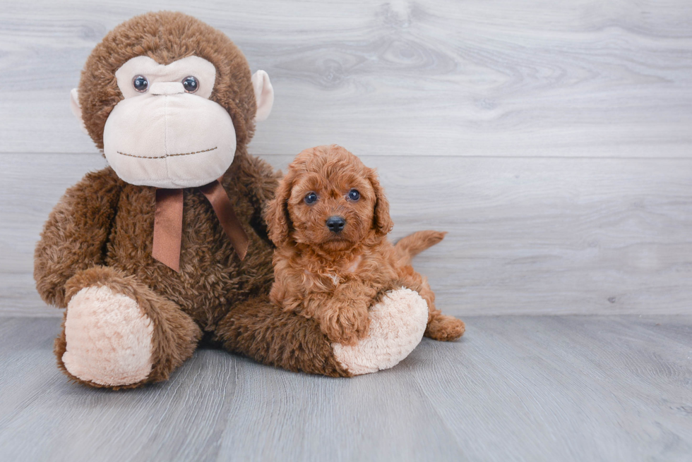 Best Cavapoo Baby