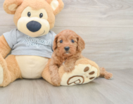 8 week old Cavapoo Puppy For Sale - Premier Pups