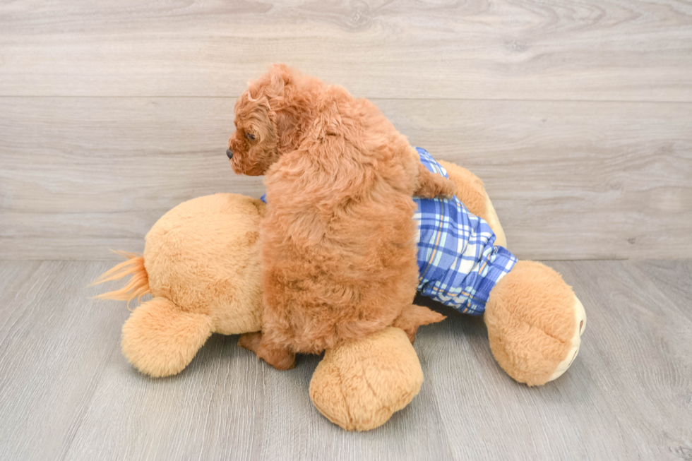 Cavapoo Pup Being Cute