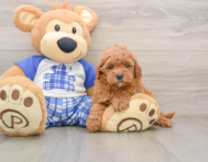 8 week old Cavapoo Puppy For Sale - Premier Pups