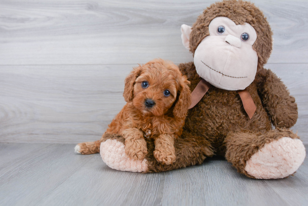 Small Cavapoo Baby