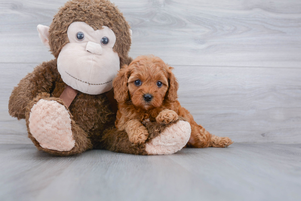 Cavapoo Pup Being Cute