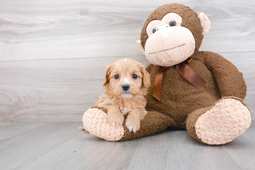 Adorable Cavoodle Poodle Mix Puppy