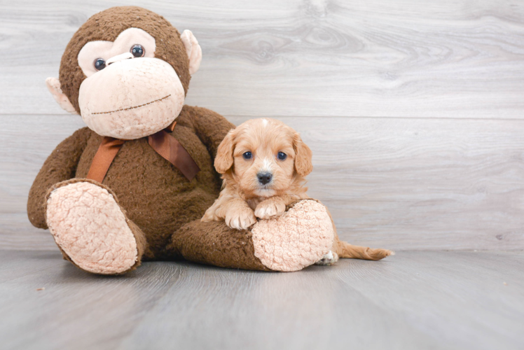 Playful Cavoodle Poodle Mix Puppy