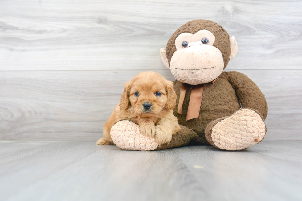 Cavapoo Pup Being Cute