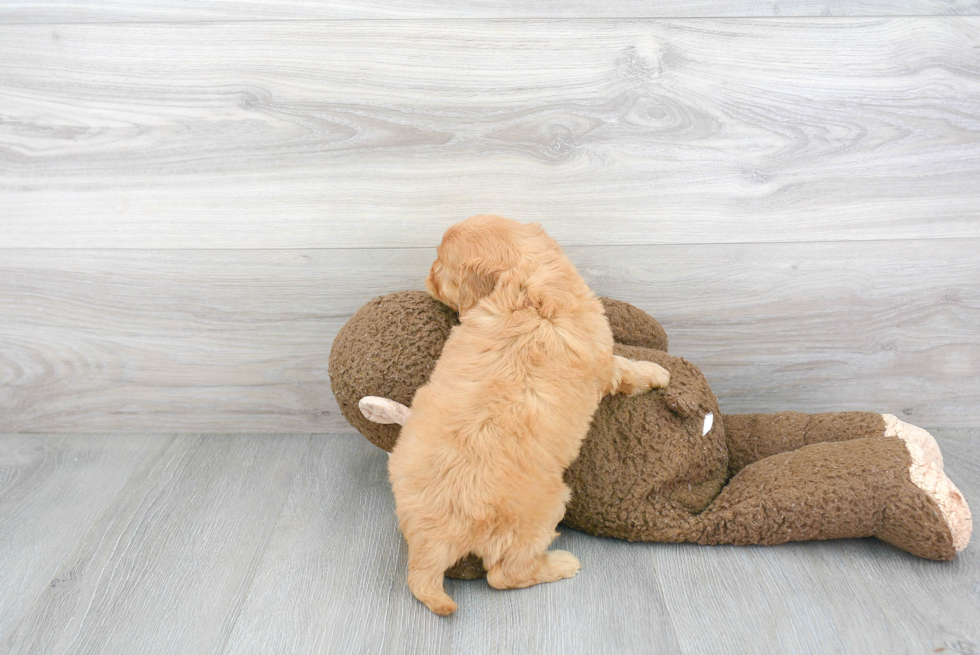 Little Cavoodle Poodle Mix Puppy