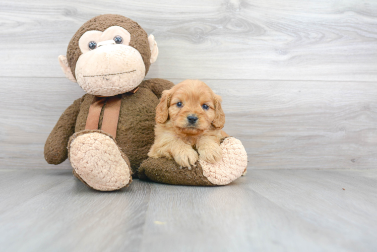 Fluffy Cavapoo Poodle Mix Pup