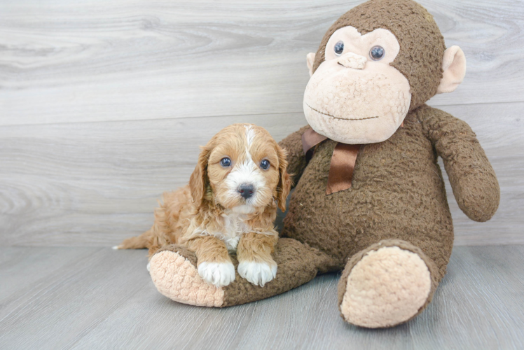 Cavapoo Puppy for Adoption