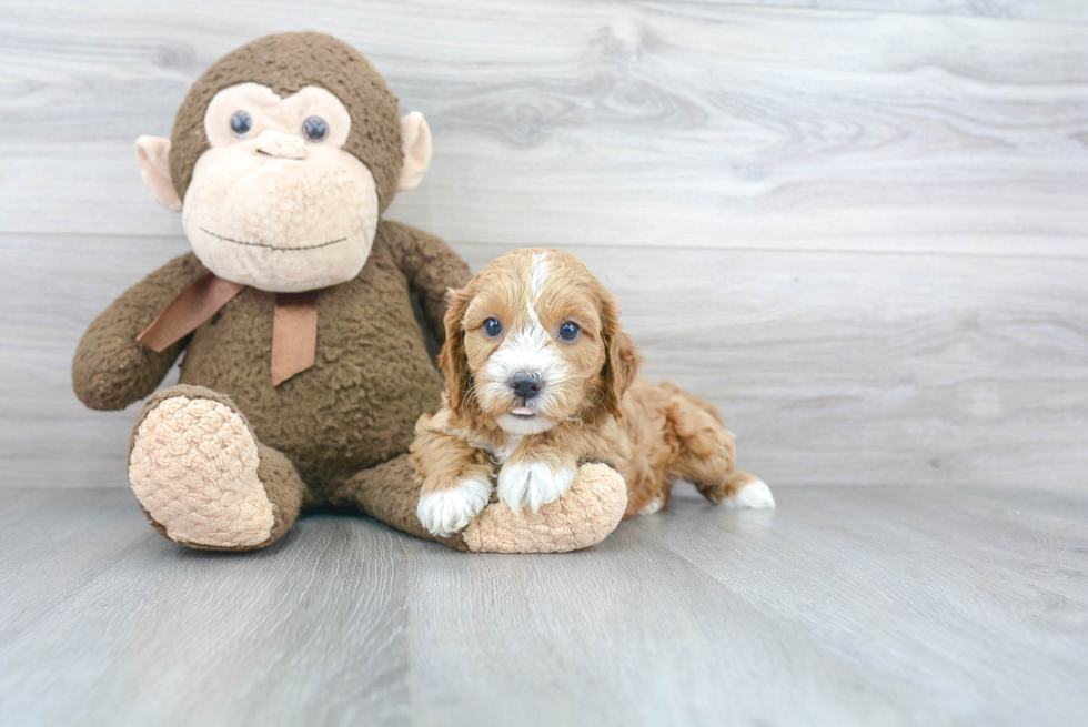 Playful Cavoodle Poodle Mix Puppy