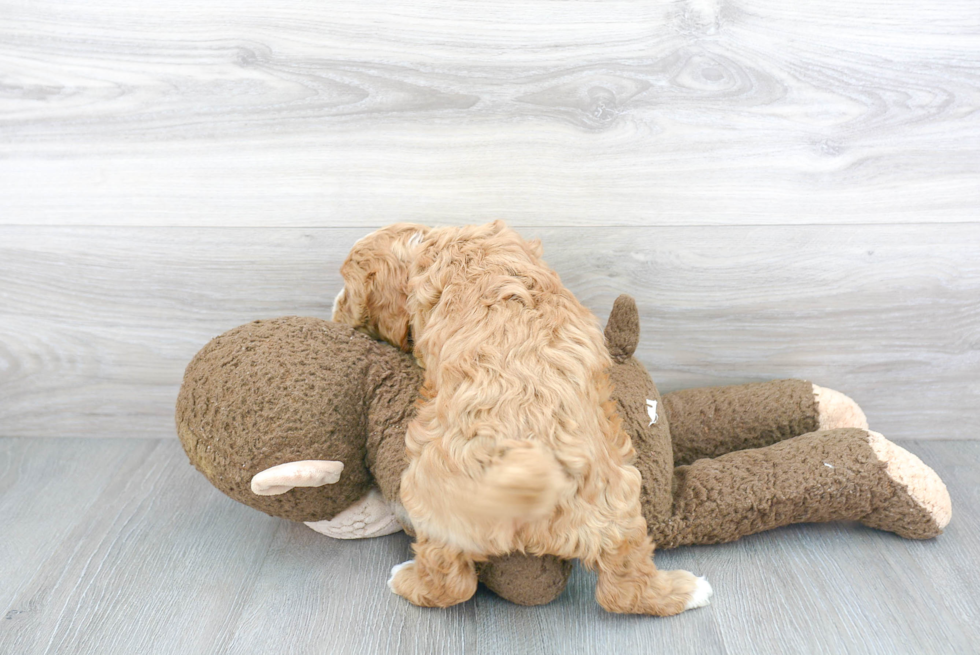 Cavapoo Pup Being Cute