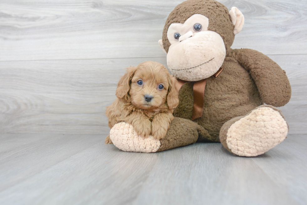 Energetic Cavoodle Poodle Mix Puppy