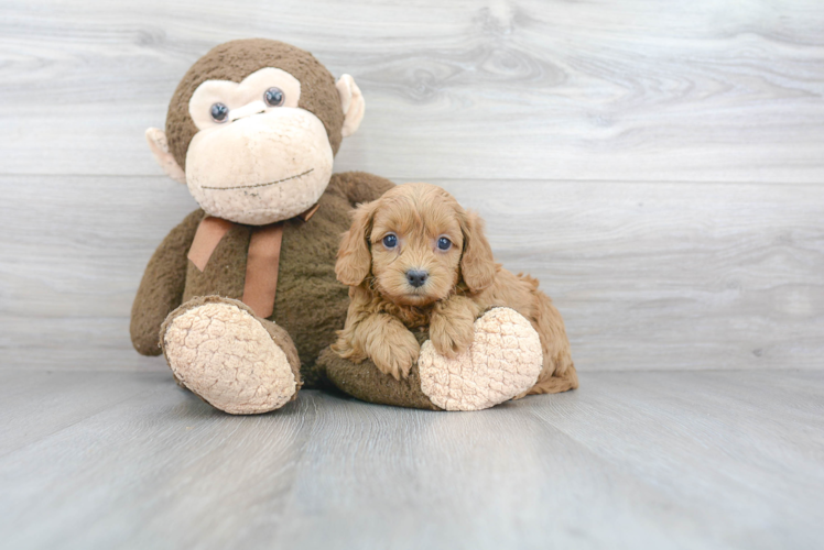 Cavapoo Puppy for Adoption