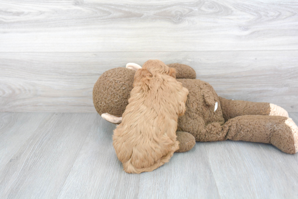 Adorable Cavoodle Poodle Mix Puppy